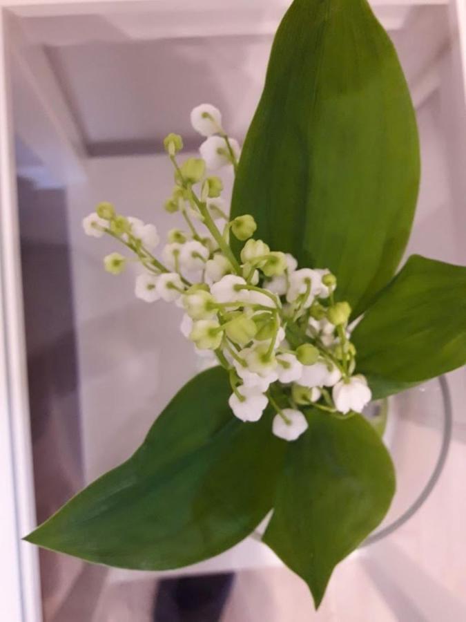 Alpine Cottage 布莱德 外观 照片
